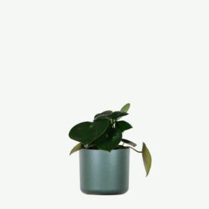 Peperomia Lemon Lime